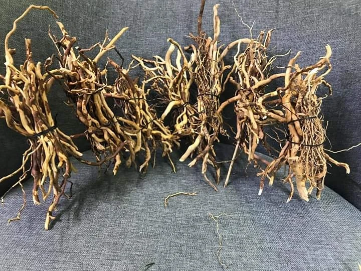 Аквариум и бонсай мангровая древесина driftwood root tweety