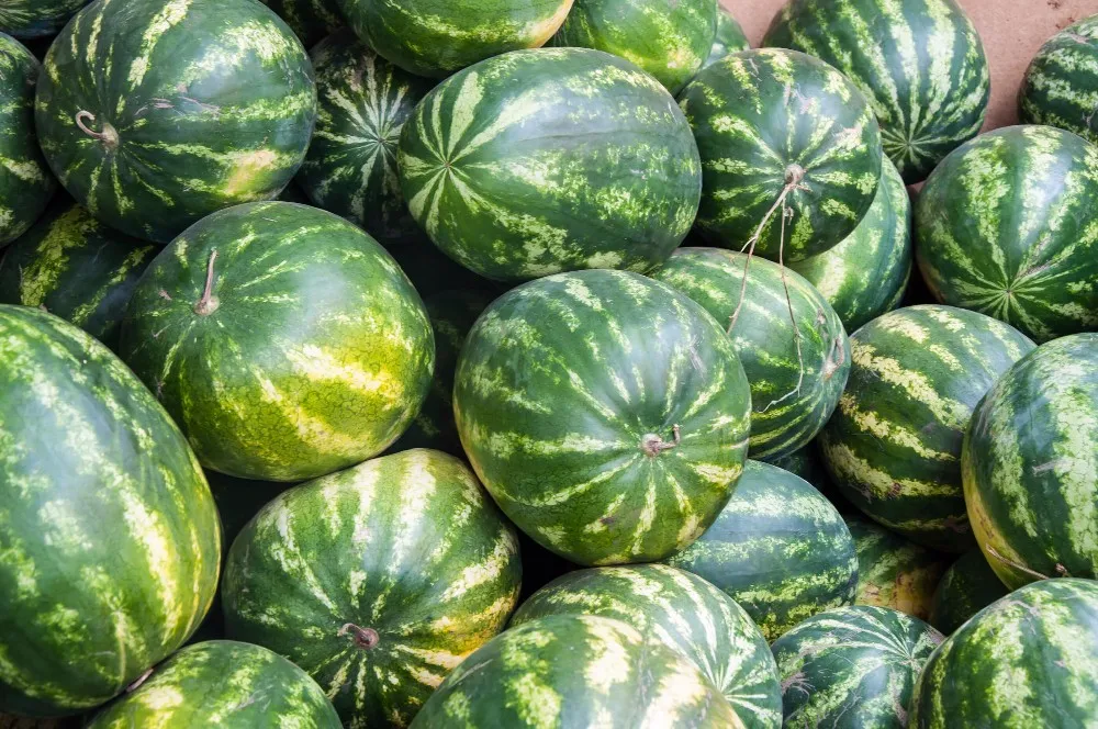 [Новинка 2023] Арбуз Свежий/оптовая продажа экспорта/из Вьетнама/Лучшая цена на ваш