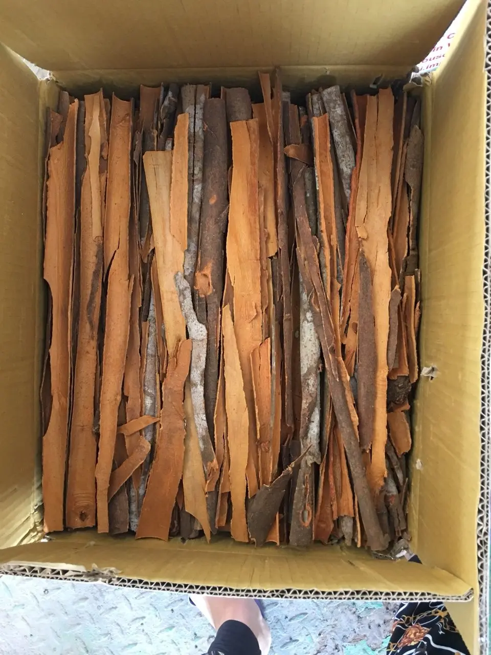 cassia pressed 1.jpg