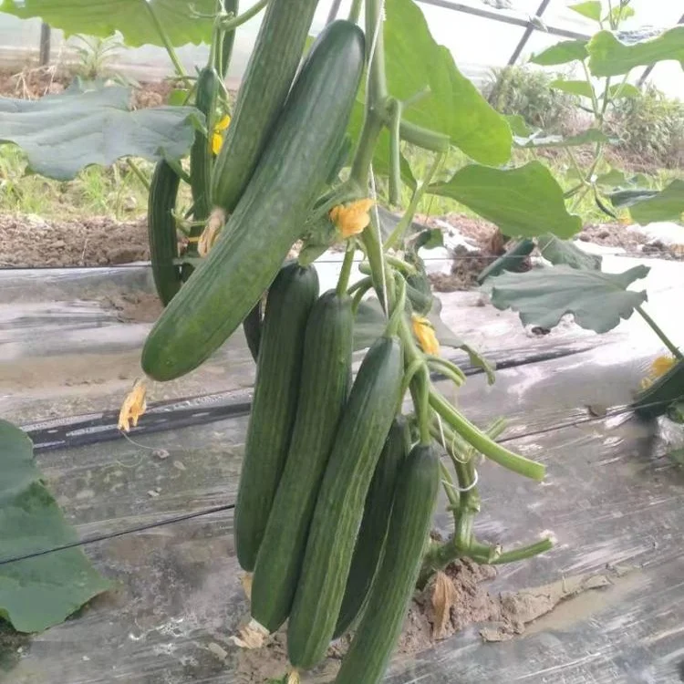 
High Yield Hybrid F1Mini Cucumber Seeds for growing-Rich Yield No.1 