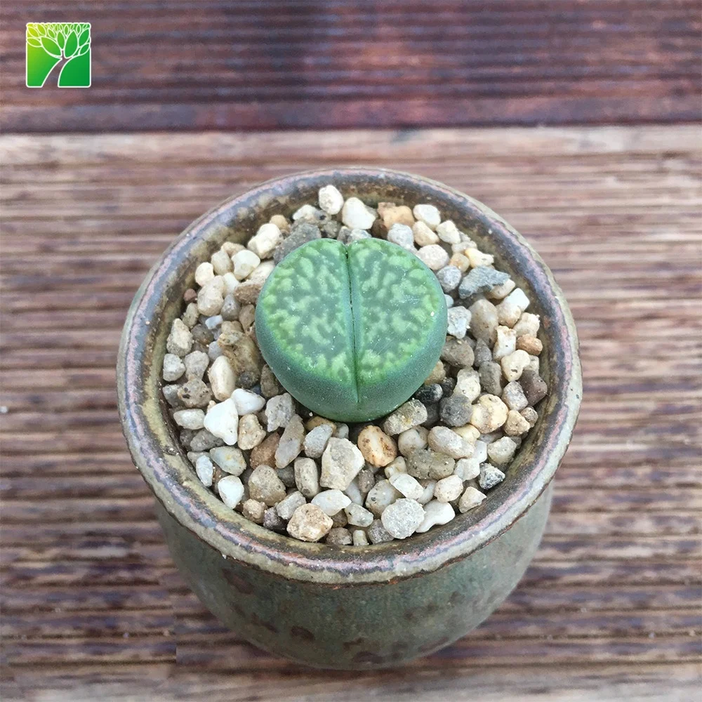 Plant farm direct sale real living stone lithops bromfieldii succulent plants