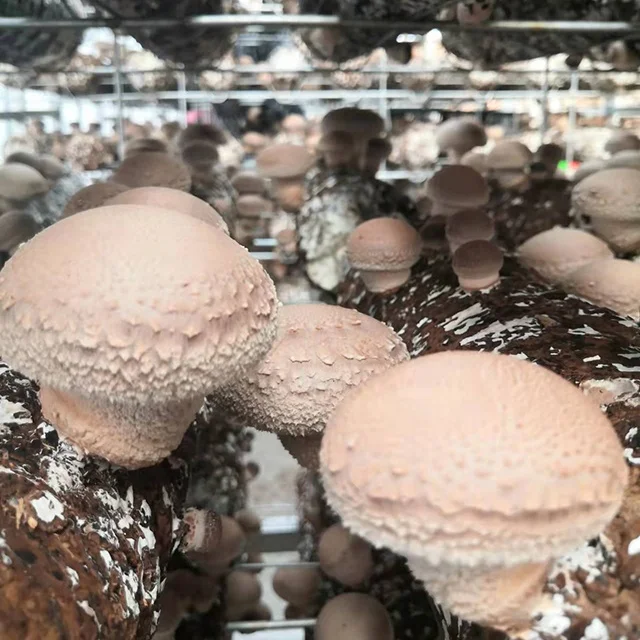 welcomed in Japan shiitake mushroom spawn substrate