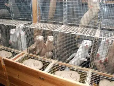 Hot sale new style Animal Cage of Mink Cage