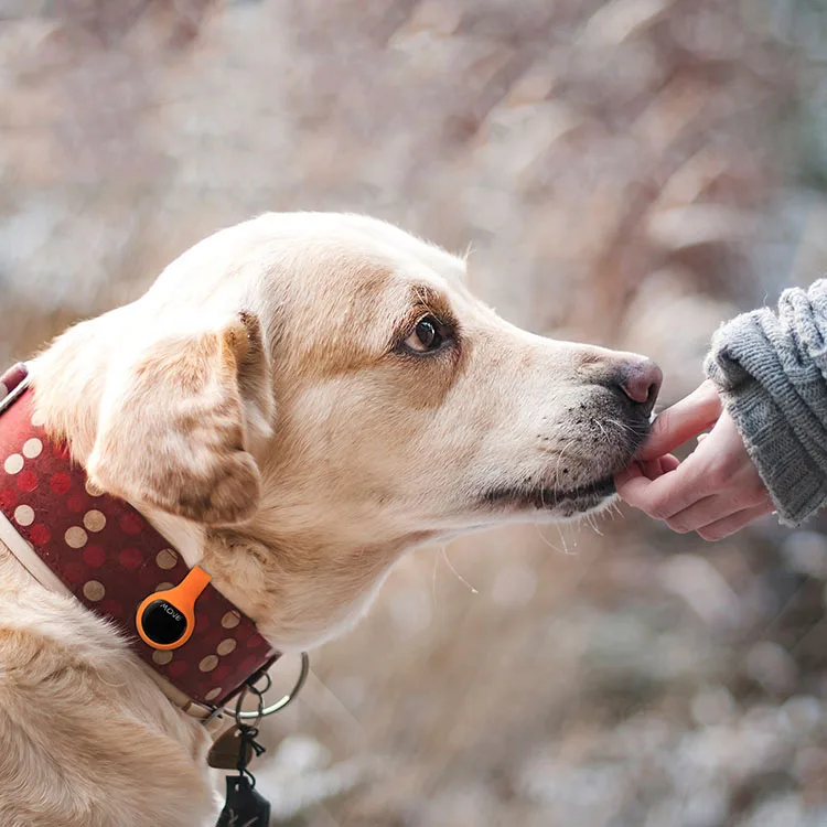 Cat Dog Animal Bluetooth- Pedometer Pedometer Calorie Bluetooth Pet Tracker