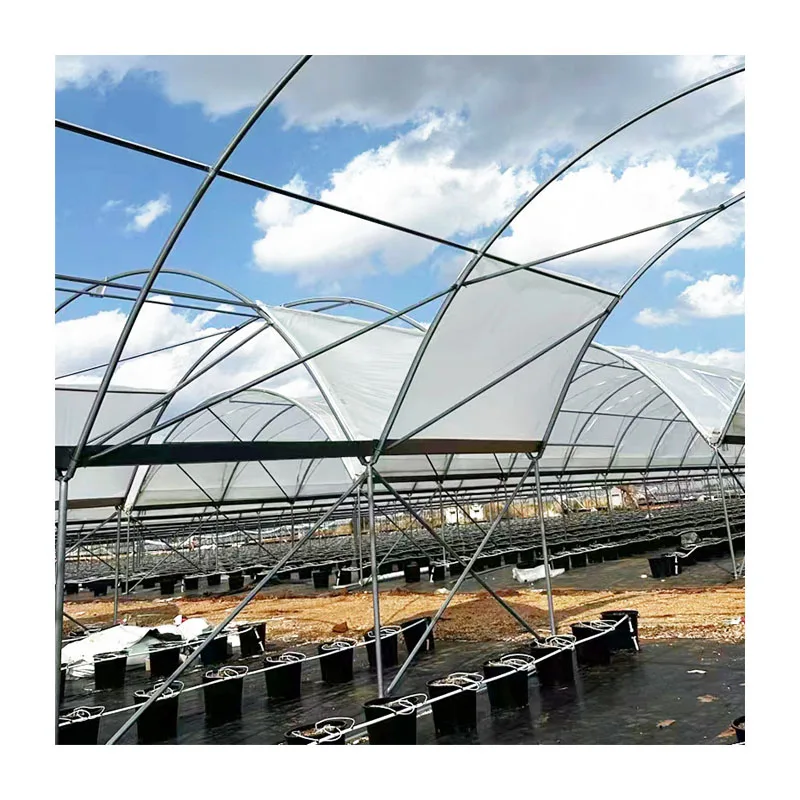 Film multi-span rain shelter greenhouse build a simple shed for vineyards plant blueberry rain shelter greenhouse