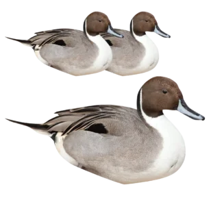 New design corrugated sheet snow goose  floater decoys hunting for sale