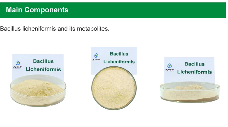 -licheniformis (3)
