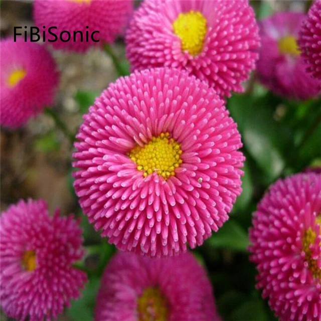 FiBiSonic 200 PCS/BAG China Aster Flowers Seed Chrysanthemum Seeds Easy To Plant Mixed Color Double Flower Seeds