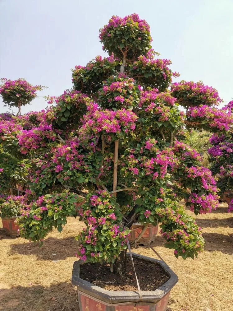  Большой бугенвиллея бонсай хорошей формы