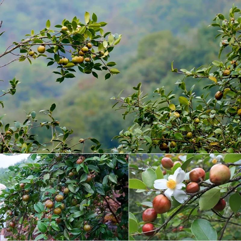 Wholesale Bulk Prices Camellia Seed Oil 100 Pure Camellia Hair Oil for Body Massage