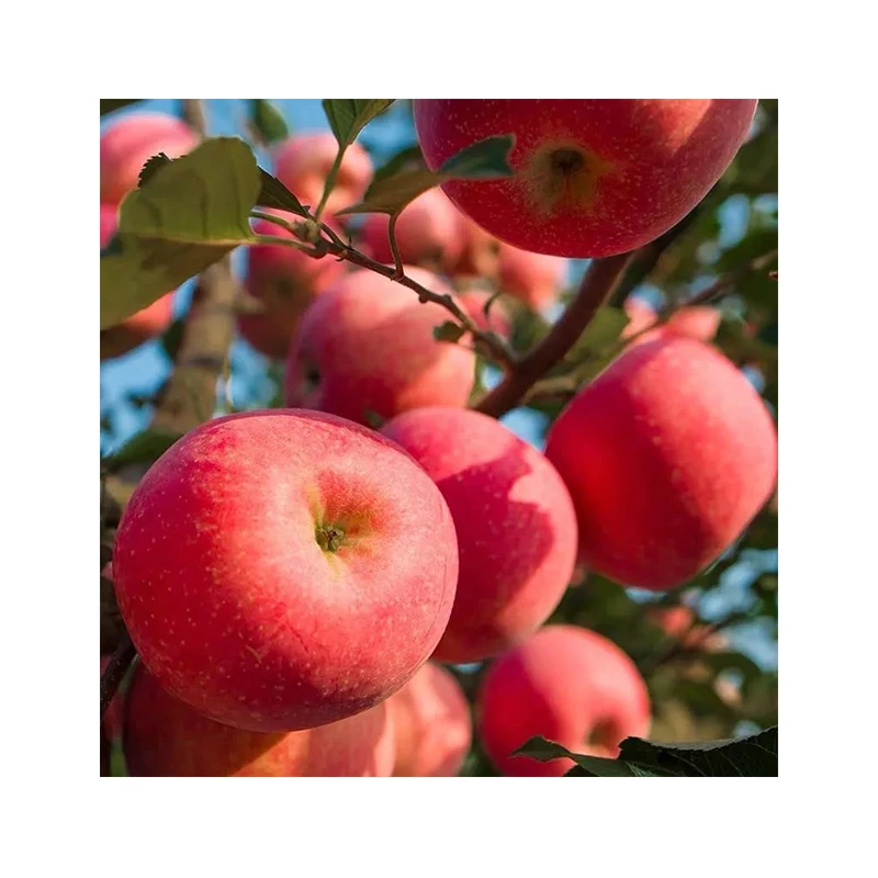 Горячая Распродажа хрустящий сочный питательный Голден Делишес красный королевский Fuji яблоко
