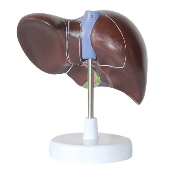 Medical Supplies Human Teaching Liver Pathological Model For School Medical Teaching Display Tool Lab Equipment