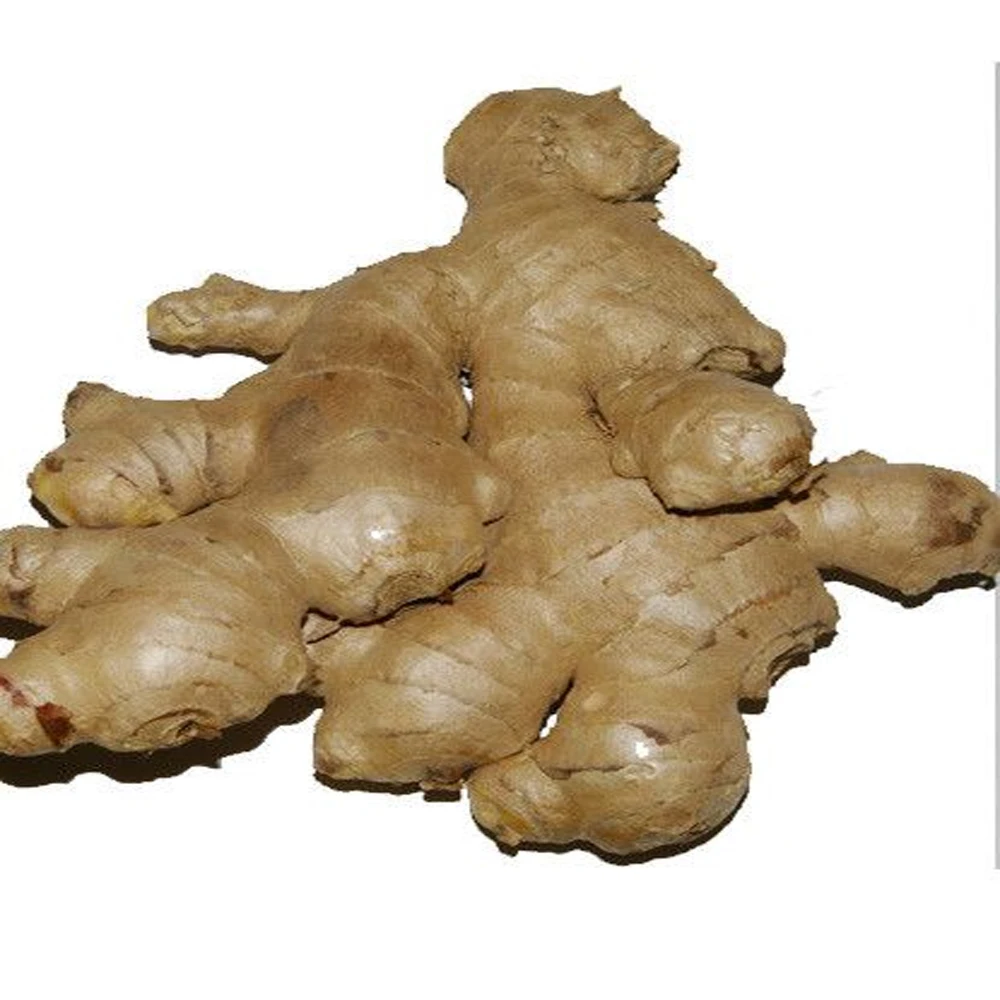 Wholesales Price Mature Fresh Ginger Stable Quantity From AGN Manufacturer +84962246940(Whatsapp)