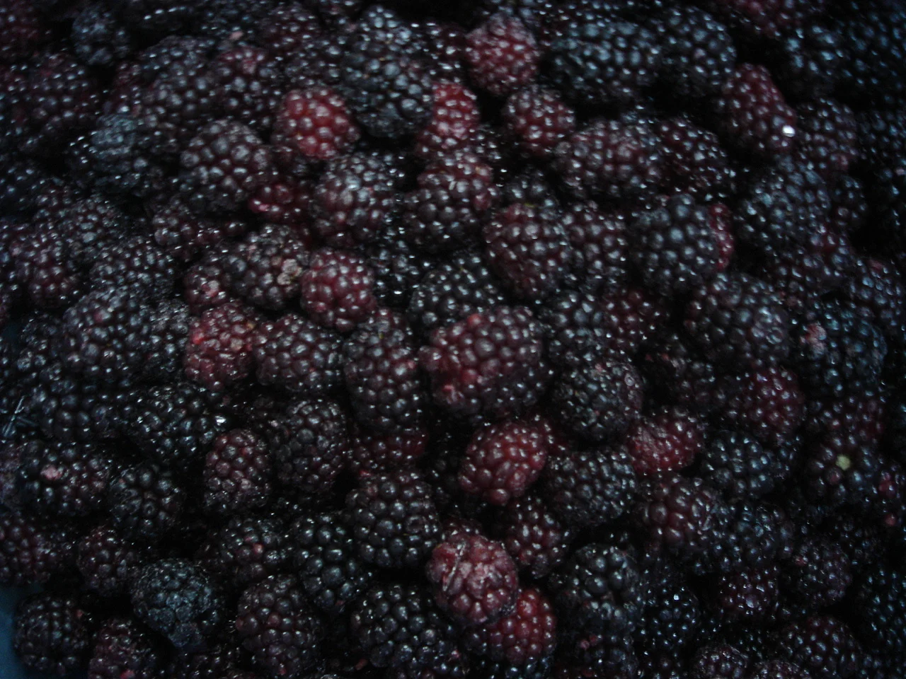 China Manufacturer Frozen Blackberry IQF Frozen Blackberry Fruits