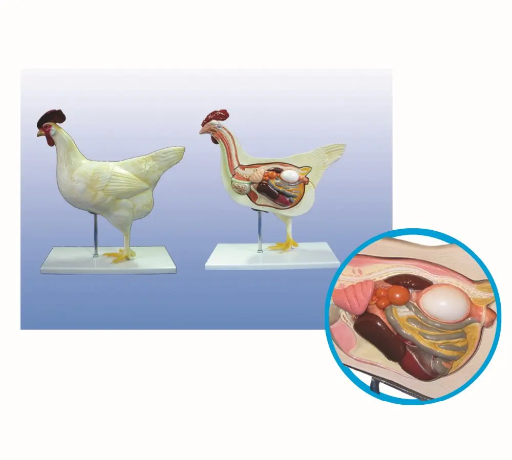 YA/B024 Life Size Chicken Anatomical Model the Hen Anatomy Model