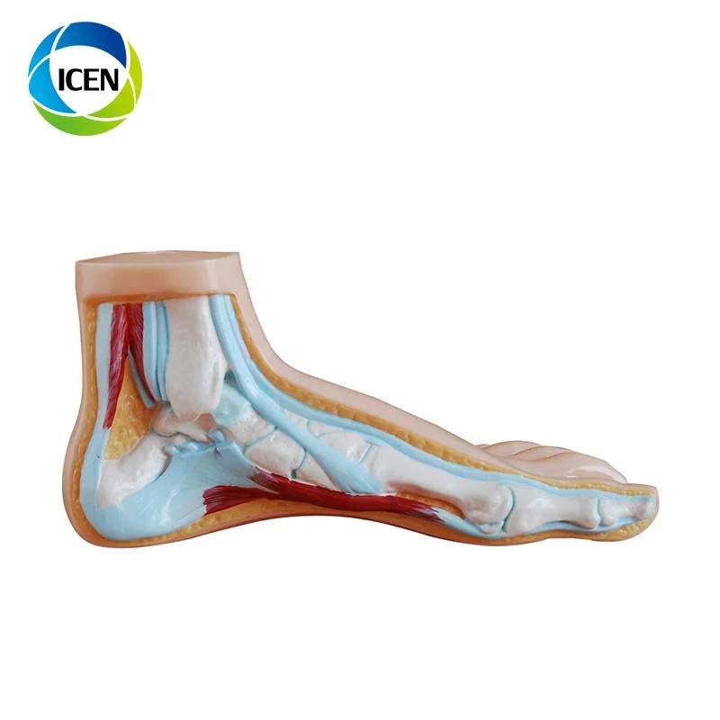 IN-311 Anatomical human plastic foot model, human muscles flat/arched foot model