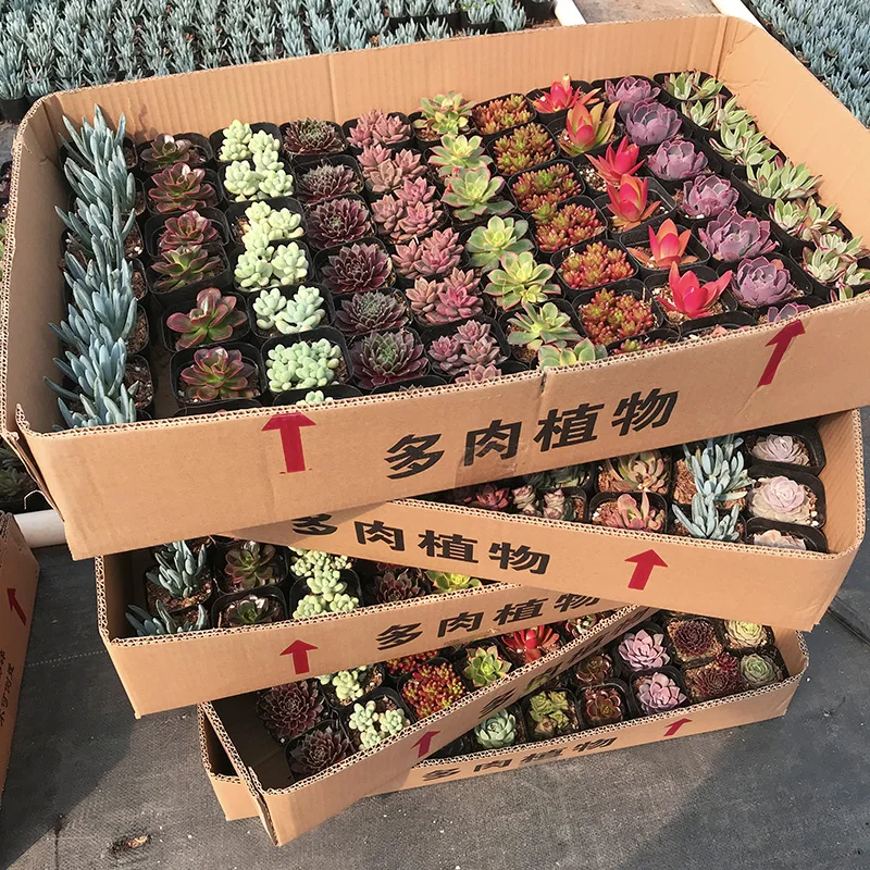 
Hot sale colour Succulent plant Fresh plants Shipment succulent plant in pot 60p in a box 