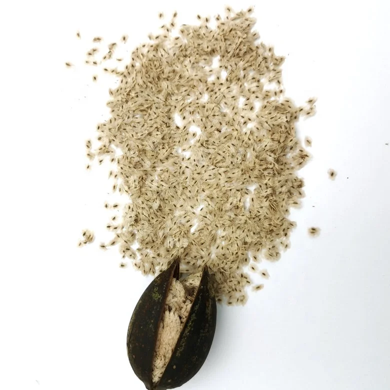 Семена Paulownia Paotong Z07