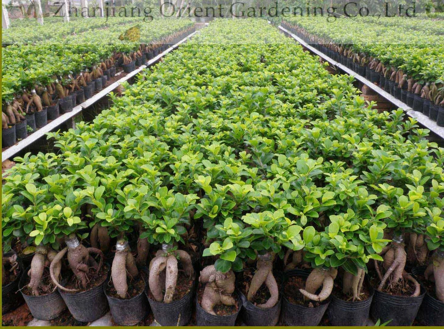 45cm bonsai tree indoor ficus ginseng microcarpa