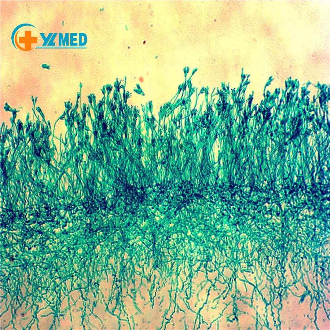 High quality Prepared Microscope Slide Set for Basic Biological Science Education Set for Kids Students Biology Nature Science