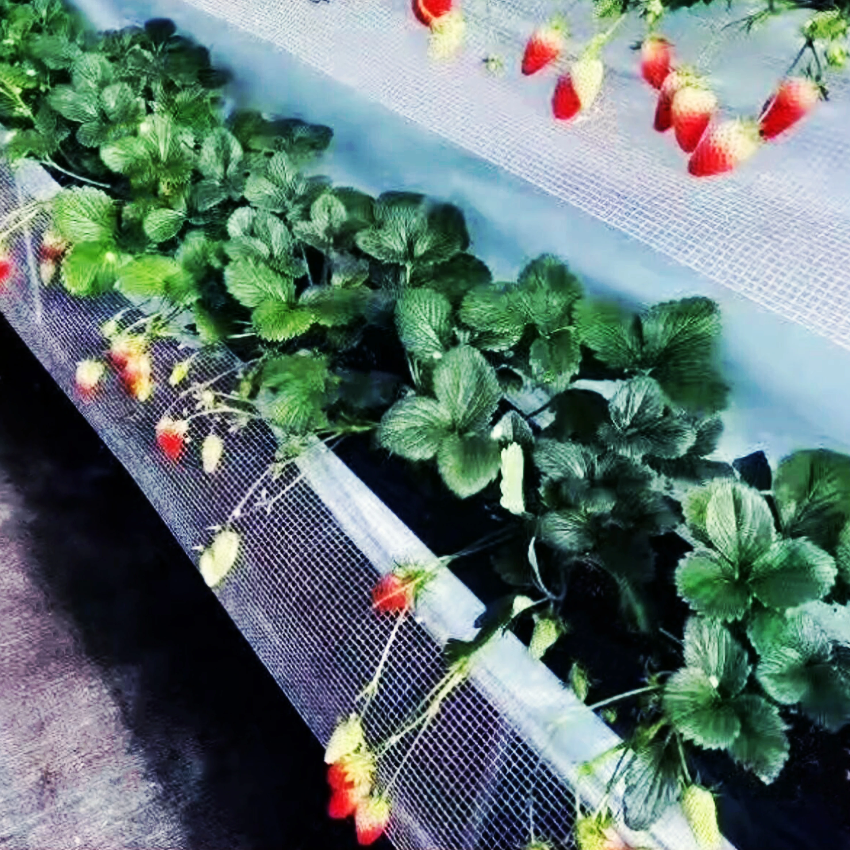 100% new HDPE vegetable insect net white spot duck insect net greenhouse insect net