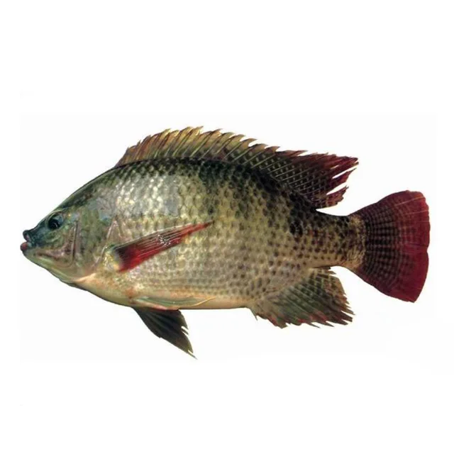 
tilapia gutted and scaled quick frozen 