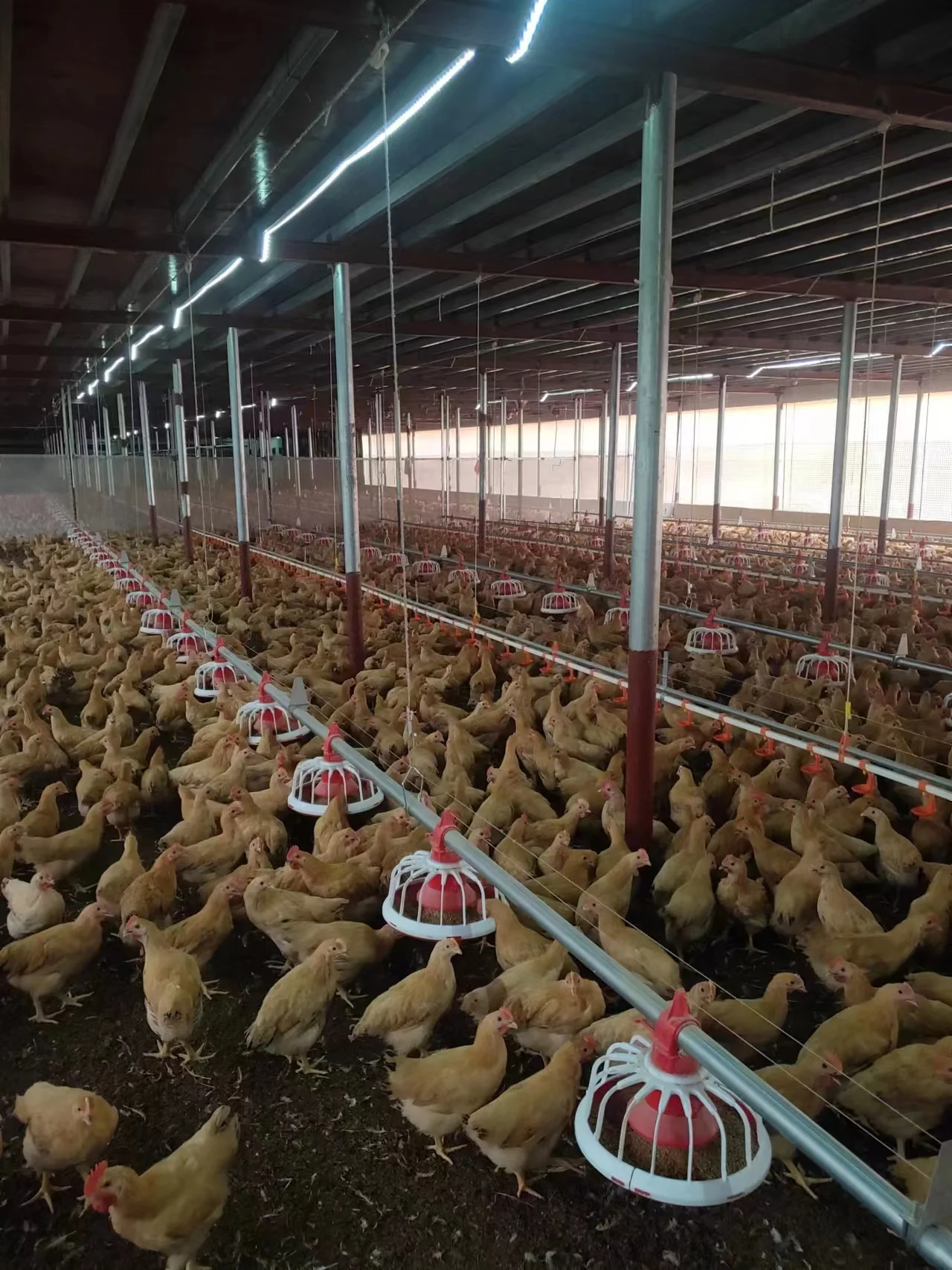 Customized Plan Nipple Drinking line Poultry Feeding Line Chicken house Breeding Equipment for Broiler chicken