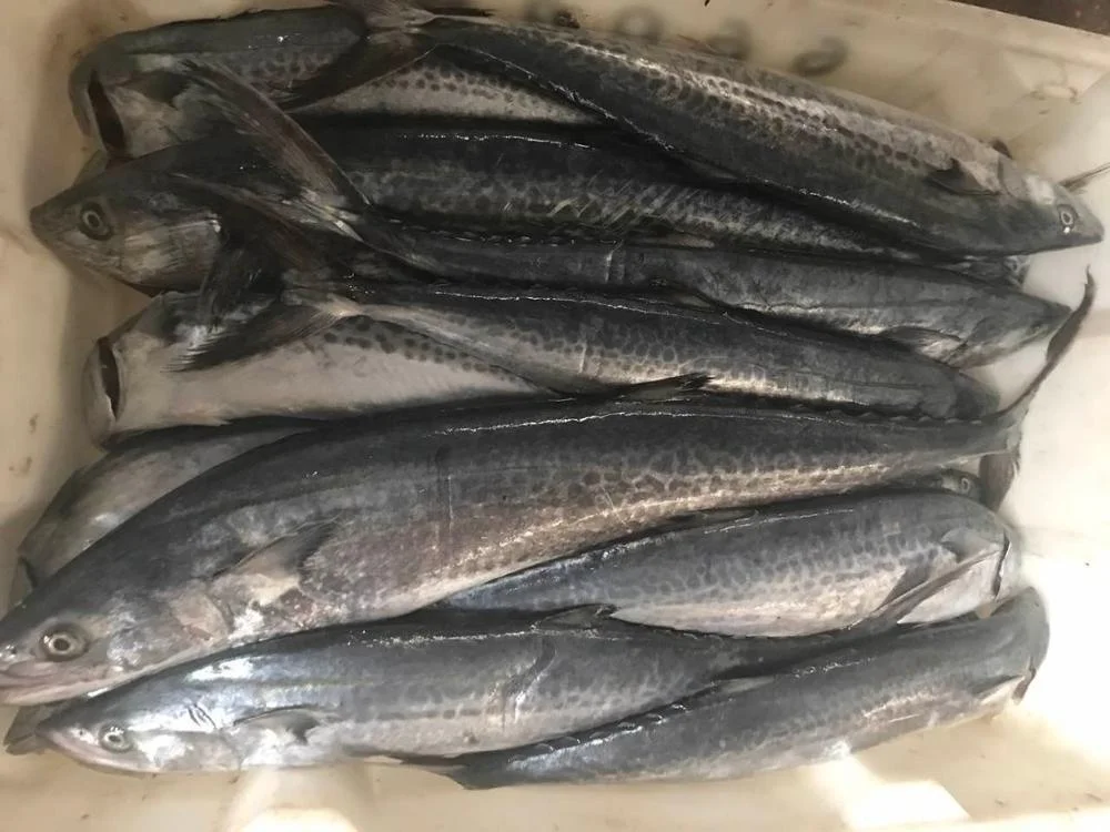 Frozen Spotted Spanish Mackerel Good Sale