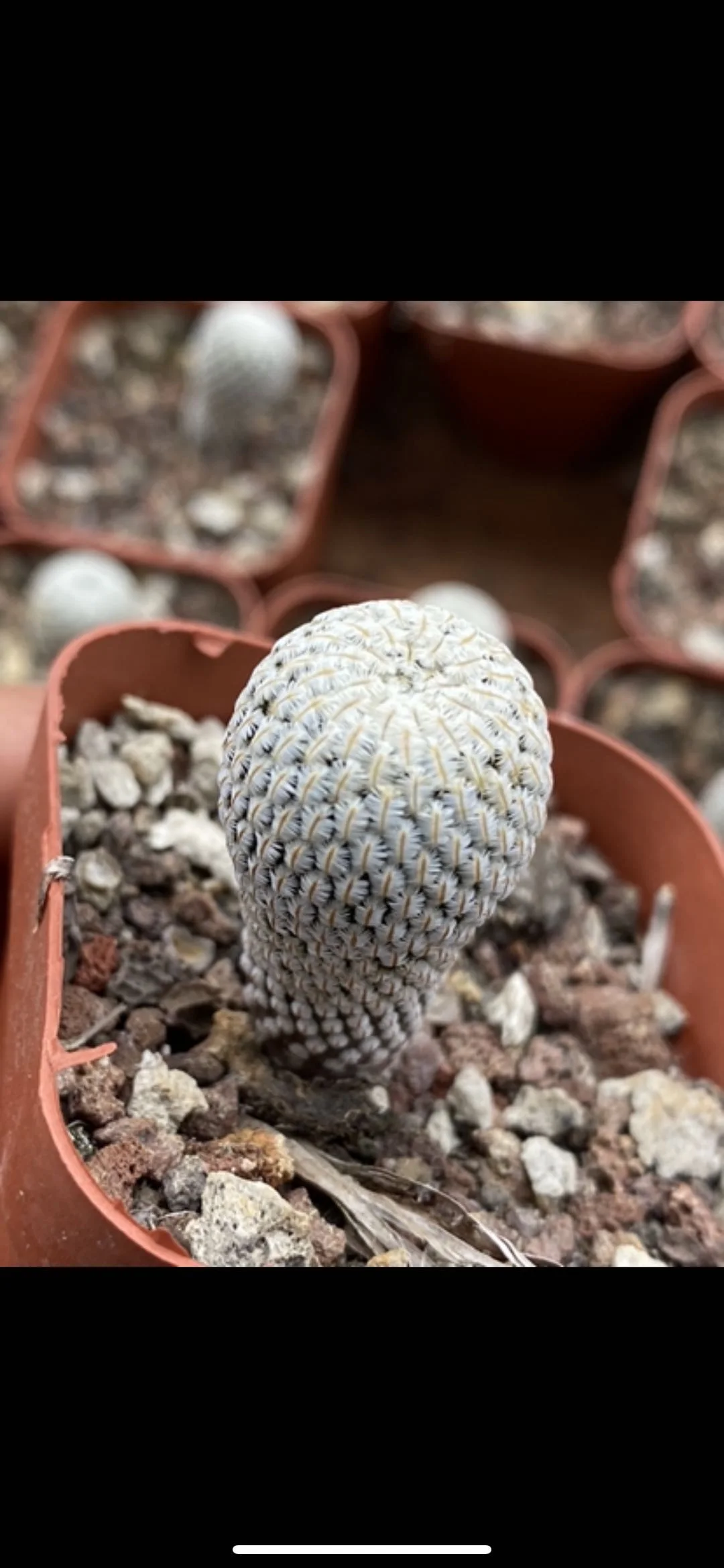 Home decoration dried cactus palm