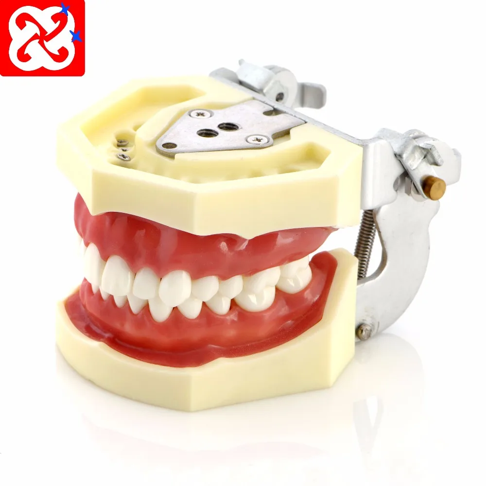 Сменная модель зубцов для студенческой практики