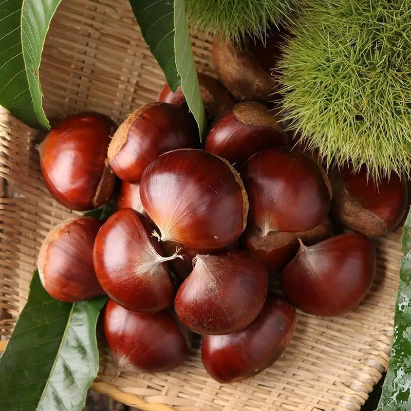 Chestnut and nuts for export and first hight quality chestnut from China