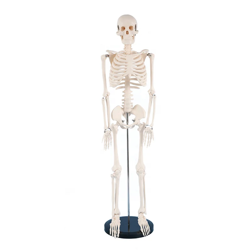 85cm Skeleton Anatomy Model
