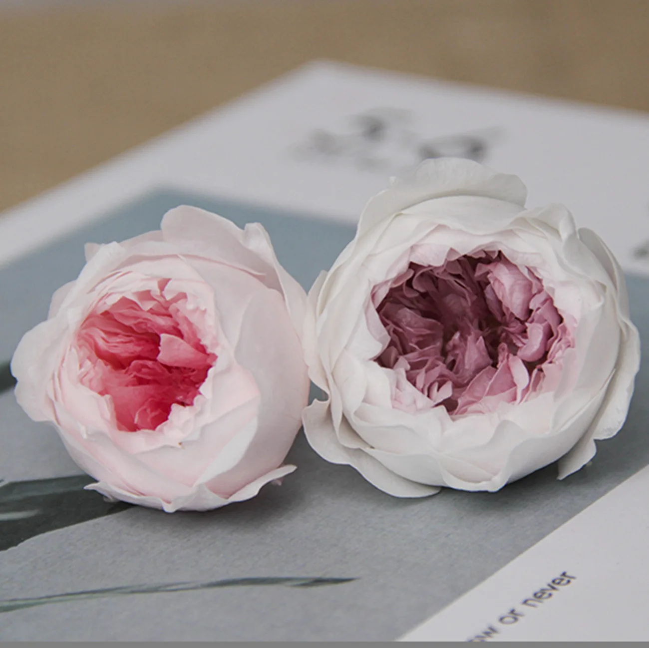 Wholesale Real Touch Long Life Stabilized Dried Forever Flower Head Bud Eternal Preserved Austin for gifts Wedding Decorative