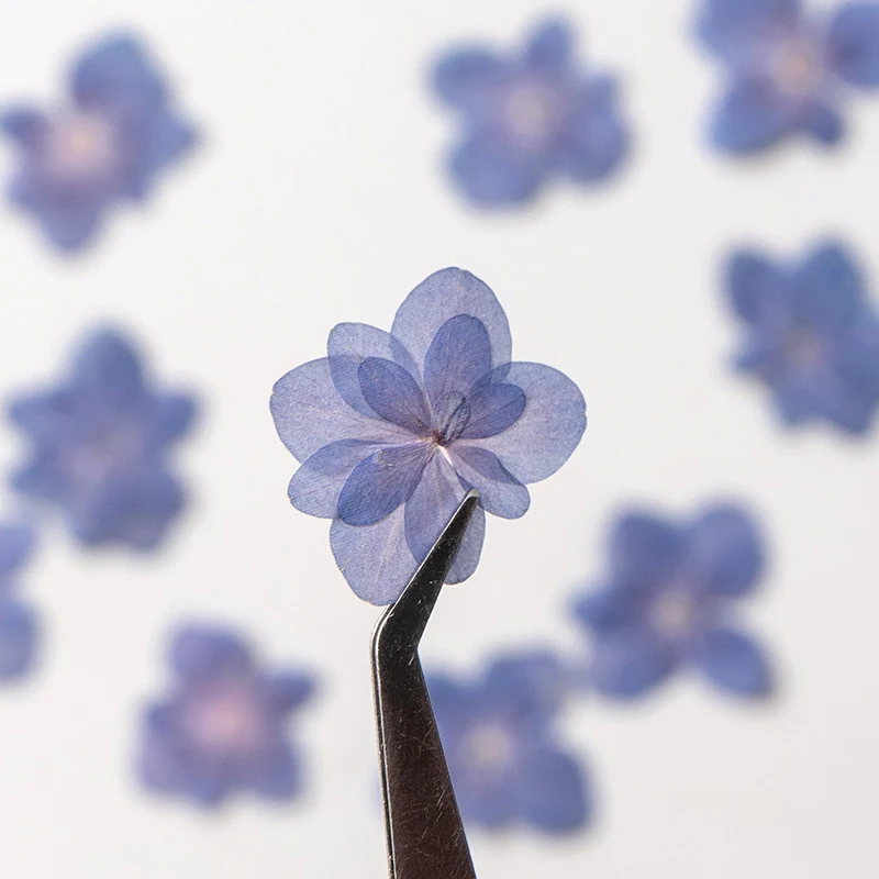Materials Preserved natural real dry pressed dusty blue leaves Hydrangea flowers for resin wholesale dried pressed flower