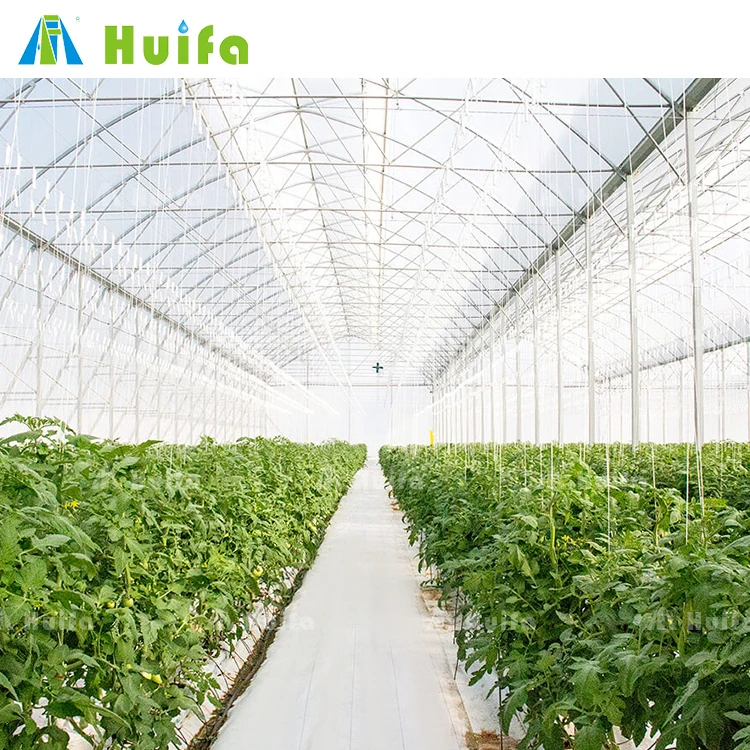 Agricultural Equipment Multi-span Tomato High Tunnel Green House Plastic Film Low Cost Greenhouse