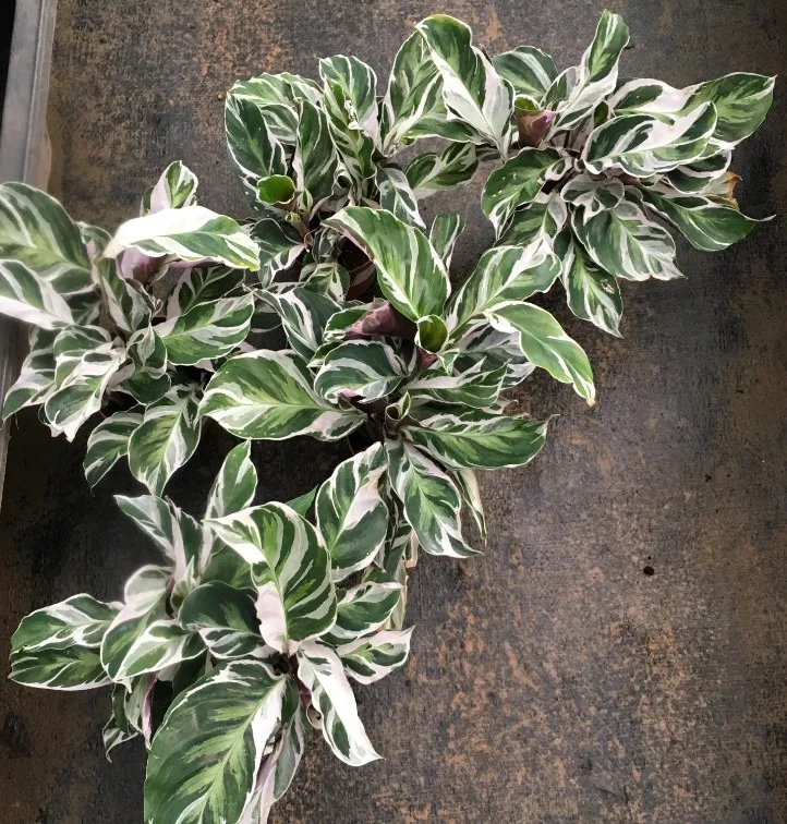Оптовая продажа белое комнатное Горшечное зеленое растение Calathea Fusion для детской