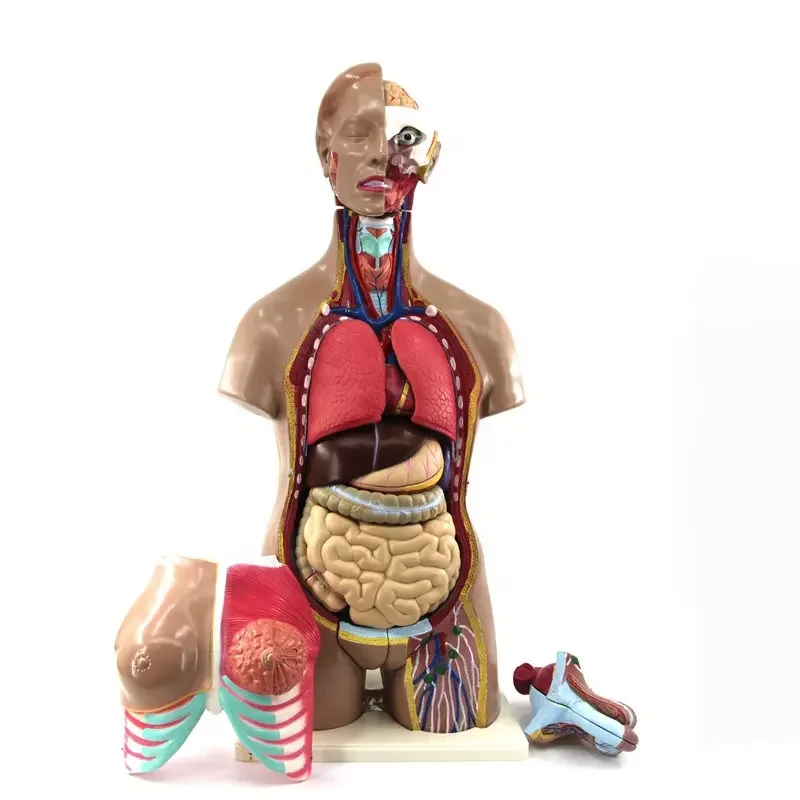 45cm Plastic Simulation Human Anatomy Unisex Torso Model