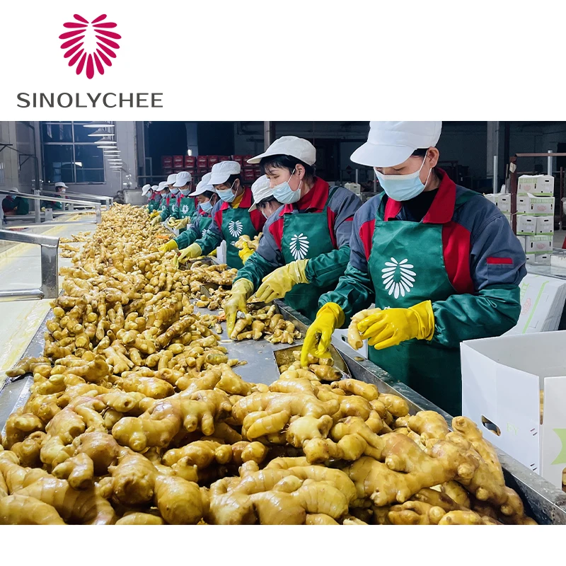 Chinese Export Fresh Ginger Dried Ginger For Sale Wholesale Price