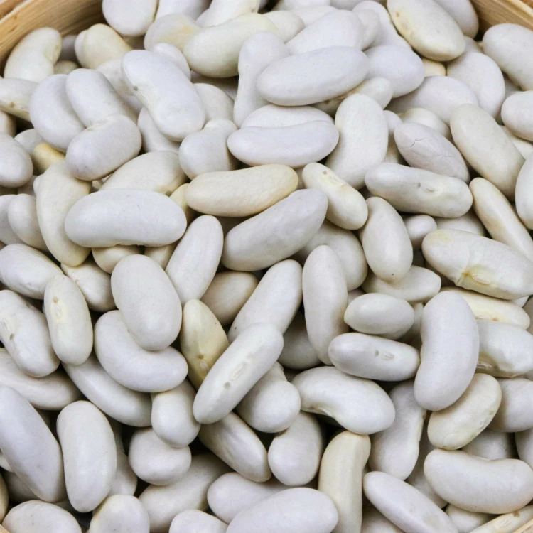 Best quality white kidney beans export