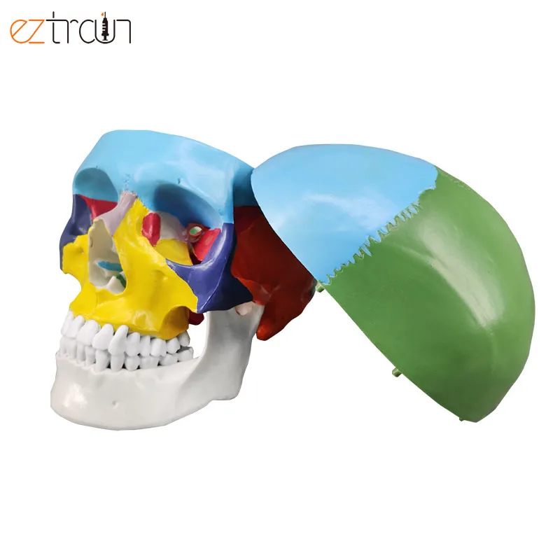 Human Skull Model Colored, Skull Anatomy Model Life Size, 3 Parts