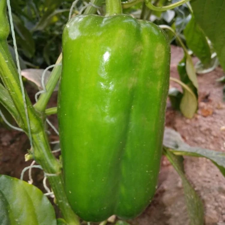 
Green Blocky/Square Sweet Pepper/Capsicum Seeds For Sale FST 032 