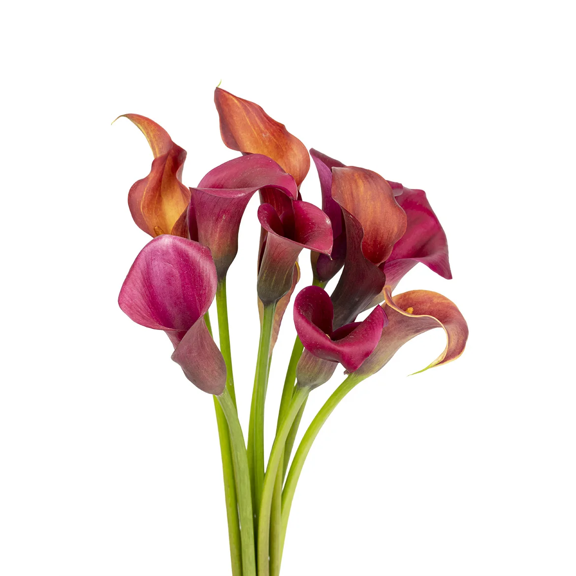 Hot Sale for Supply Wholesale Freshflowers Cut Calla Lily for Festivals Decoration