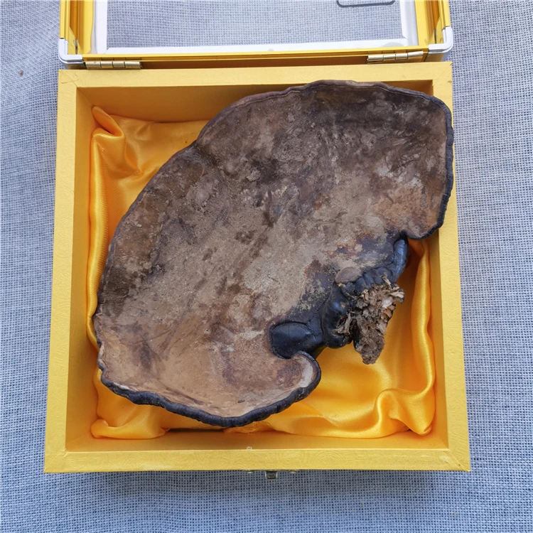 ganoderma lingzhi (6).jpg
