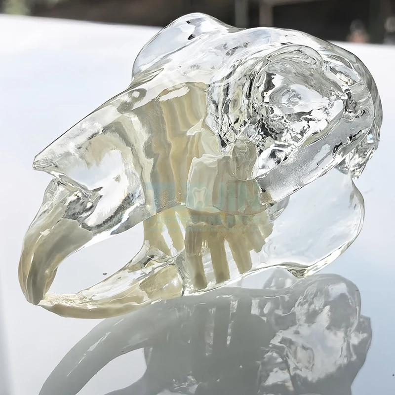Clear Rabbit Teeth Anatomical Model Dental Animals Oral Jaw for Education Canine Veterinary Office Decoration Demo