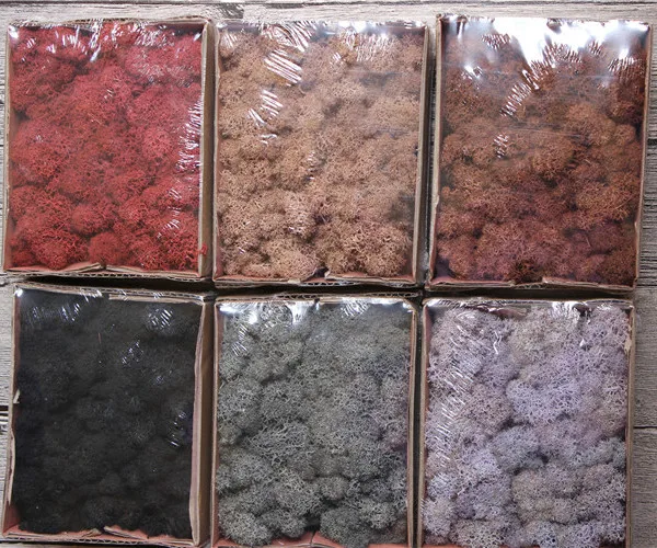 Multicolored Preserved Moss Wreath Natural Fresh DIY Home Decorative Plant Wall Beautiful for Graduation Gifts