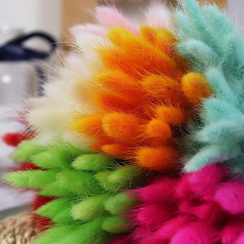 Dried Flowers Lagurus Ovtus Foxtail Grass Rabbit Tail Bunny Tails Wholesale Decorative Real Natural for Wedding Home Decor