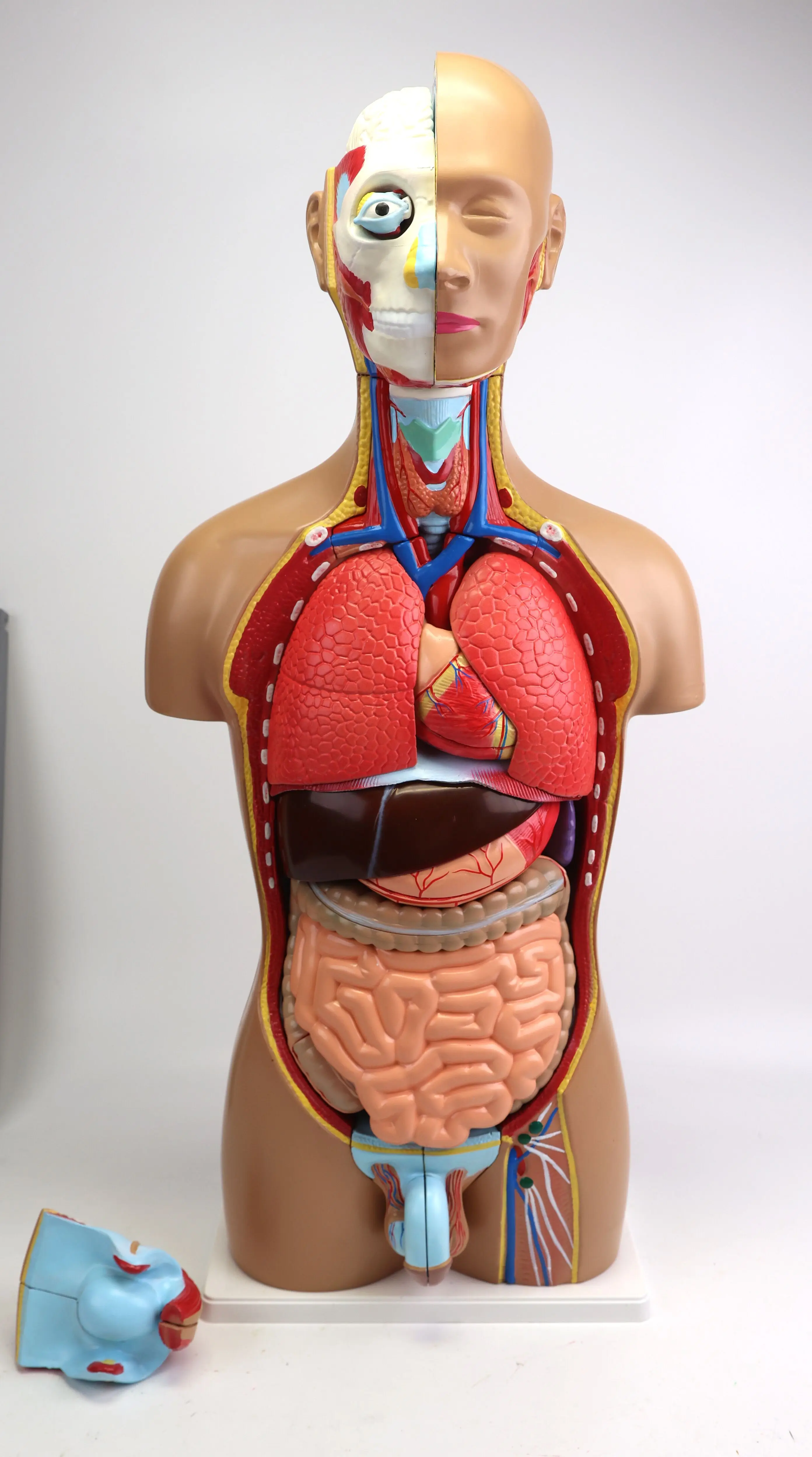 Gelsonlab HSBM-001 Dual Sex Human Torso model Human Body Anatomical Model 85CM(34parts)