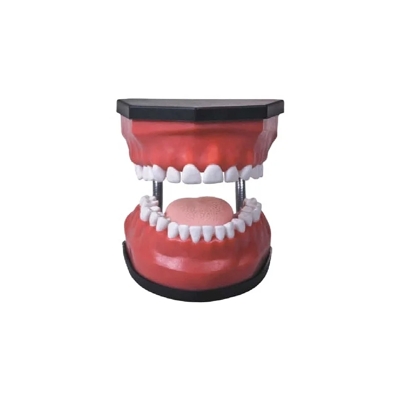 DARHMMY 32 Teeth Removable Dental Care Health Model Deluxe Oral Care Medical Science Product