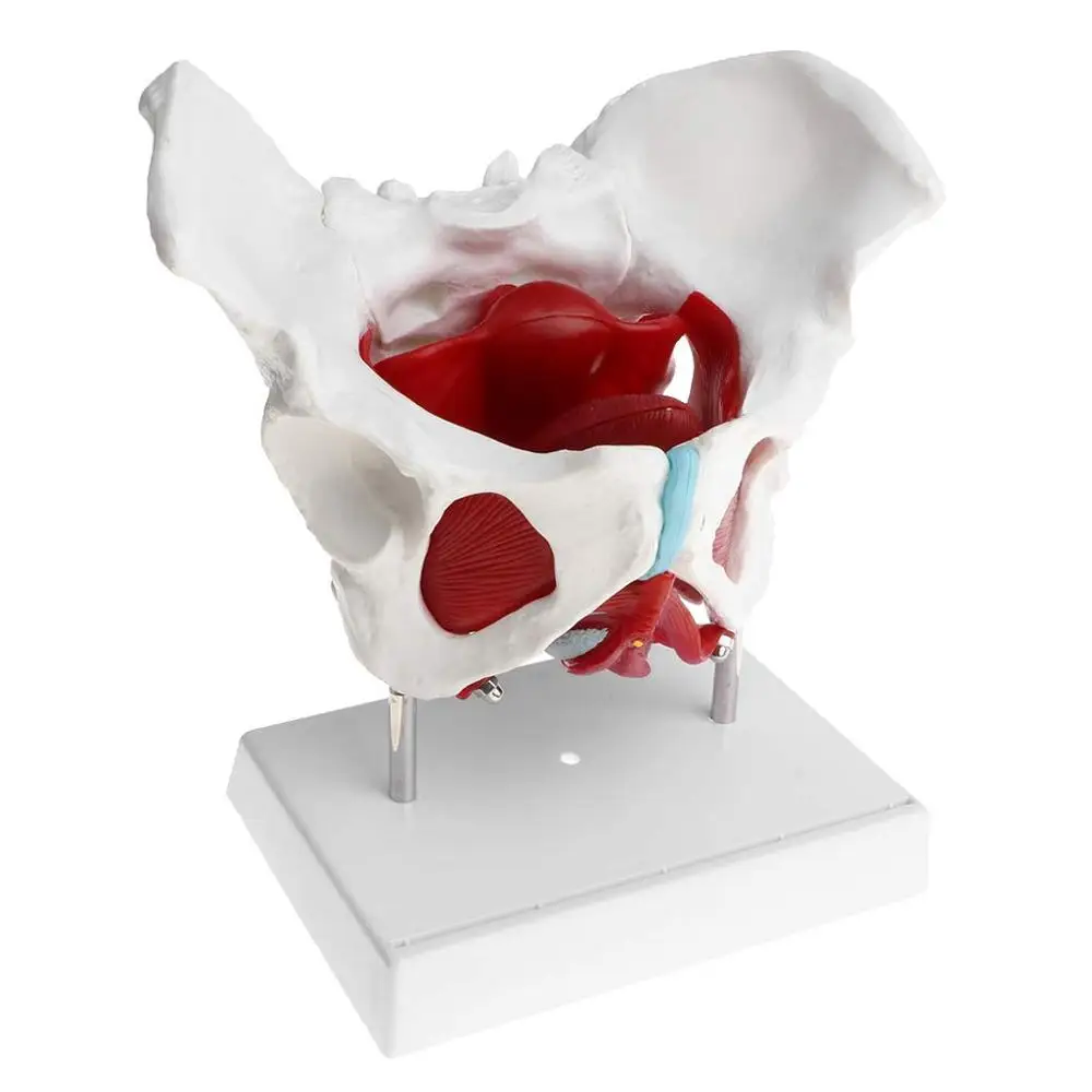 GELSONLAB HSBM-118 Almencla Female Pelvis and Pelvic Muscle Models Human Anatomy Bone Medical