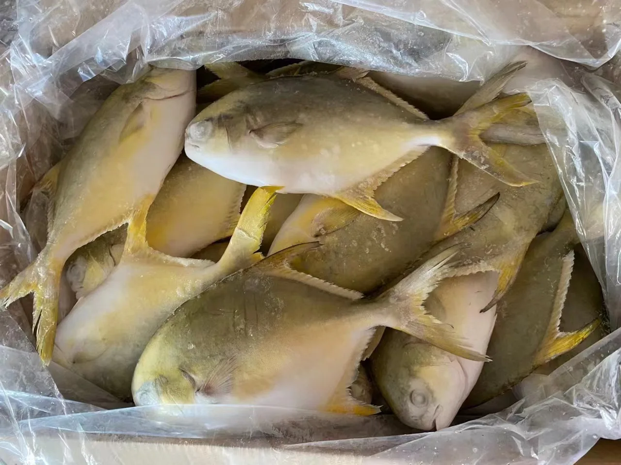 China pompano fish whole round golden pompano golden pomfret fish for sale